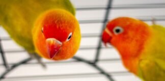 Pfirsichköpfchen – COCO und ELLI