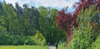 Großer Zuspruch beim Gauwandertag des TSV Klein-Linden