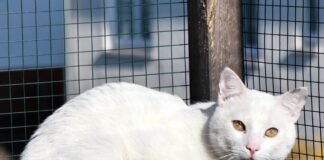 Eine Katzenrarität! Zuhause gefunden!