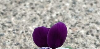Mauerblümchen