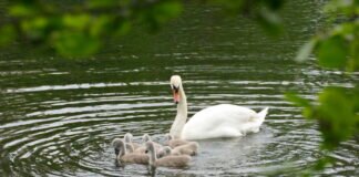 Nachwuchs am Schwanenteich
