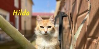 Not”fellchen” Hilda!