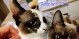 Die Siamesischen Zwillinge!