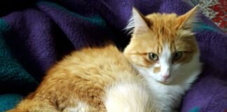 Flauschige Traumkatze Pixie! Zuhause gefunden!