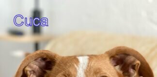 Cuca, das fröhliche Hundemädchen!