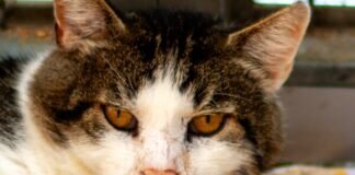Ein freundlicher Kater – DONALD –