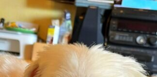 Animnal Hoarding Hundchen waren beim Friseur!