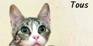 Unzertrennliche Katzenmädchen! Zuhause gefunden!