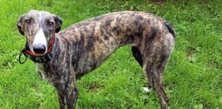 Masana- ein Traumhund! Zuhause gefunden!