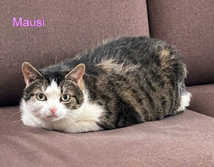 Mausi1