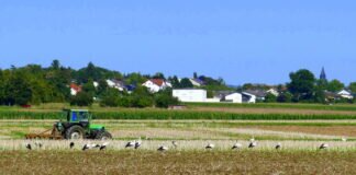 Über 40 Störche auf einem Feld