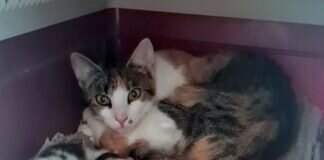 Katzen- Katzen- Katzen!