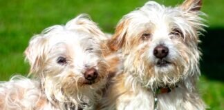 Die Geschwister FLOCKI & PICO (VERMITTELT)