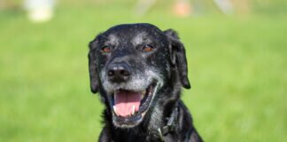 ZELDA sucht viel Ruhe