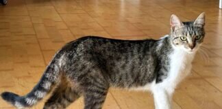 Traumkatze Lissy!
