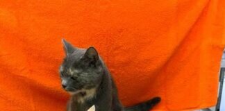 Katzenschwemme und Vorschläge an die Politik!