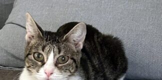 Zwei zärtliche Schmuser möchten Ihr Heim erobern! Zuhause gefunden!