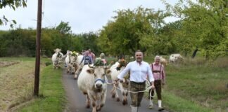 Bessinger Almabtrieb