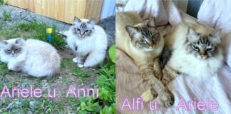 Burmesenfamilie zieht zur Tieroase Heuchelheim ! Alle drei Katzen durften zusammen in ihre neue Familie ziehen.