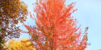 Die Herbstmalerin