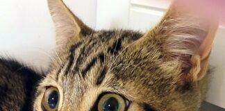 Ein liebenswerter Katzenbub!