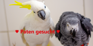Unzertrennlich – COCO & SILVESTER