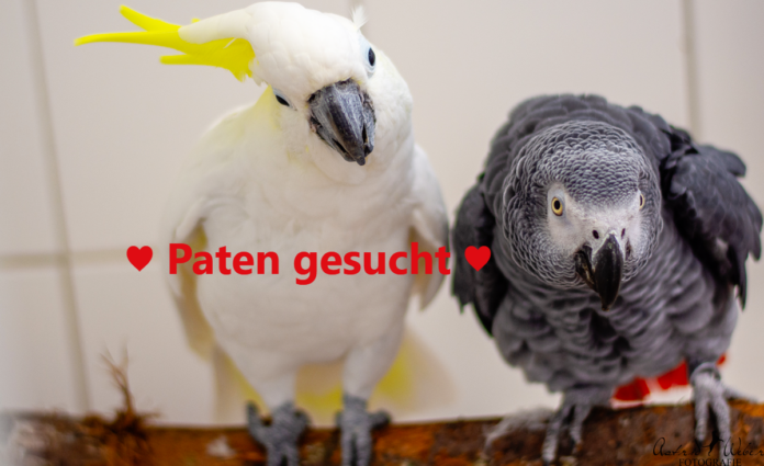 Coco und Silvester_inPixio