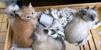 Eine “Bilderbuchfamilie”! Mama und die Katerchen haben ein Zuhause gefunden. Die beiden hellen Mädchen suchen noch!