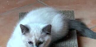 Zwei kleine Schönheiten suchen Menschen zum Liebhaben! Die Kitten sind mit ihrer Mama zusammen adoptiert! Wir freuen uns sehr!