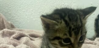 Eine Katzenfamilie zum Verlieben! Alle sind in ein neues Zuhause gezogen!