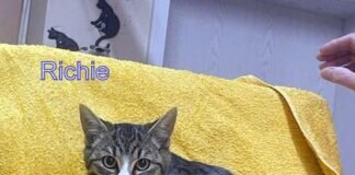 Das Vetrinäramt hat um Hilfe gerufen- die Tieroase konnte helfen! Wir sind überglücklich! Das Trio wurde von einer Familie adoptiert. Sie sind nach Würzburg gezogen!