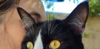 Zwei Kumpel auf Wohnungssuche! Die beiden lieben Kater wurden von der Pflegemama adoptiert!