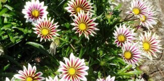 Blumen