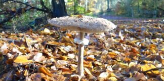 Exkursion „Ins Reich der Pilze“