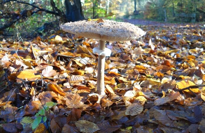 Pilz-Zeit