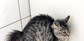Na Du Hund, komm doch näher, wenn Du Mut hast! Nicht nur meine Haare, auch meine Krallen sind lang!