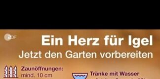 Schützt die Igel- die kleinen Stacheltiere brauchen unsere Hilfe!
