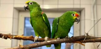Die Amazonen CARUSA & JACKO