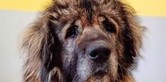 Schnuffi sucht Paten – VERMITTELT –