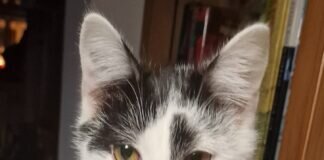 Oreo und Daisy auf Wohnungssuche!