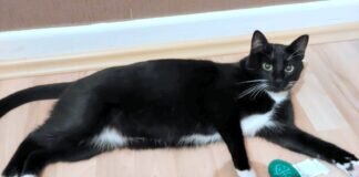 Mike, der Schmusekater!