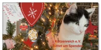 Weihnachtsaktion 2023 Katzenreich e.V. bittet um Spenden