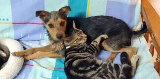 Norma, die “Hundekatze”! Zusammen mit Minnos umgezogen!