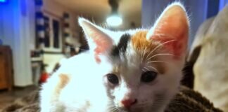 Zwei Katzenkinder suchen Menschen zum Liebhaben!