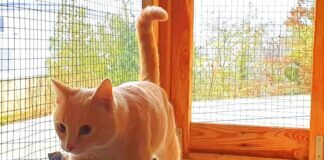 Traumkatze Miau! Zuhause gefunden!
