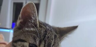 Katzenkind Ella! Zuhause gefunden!