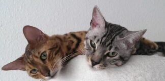 Notfall – Bengalkatzen Lucky und Kaleo