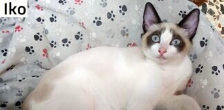 Das Leid der Katzen und der Kummer der Tierschützer! Alle haben ein Zuhause gefunden!
