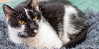 Kater MAX sucht dringend eine Dauerpflegestelle o. einen Gnadenplatz
