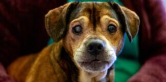 ‼ Dringend Pflege- oder Endstelle gesucht ‼